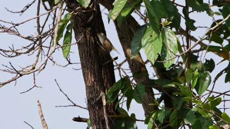 Perched-on-a-twig-then-flies-up-to-continue-foraging-during-the-morning,-Warbler,-Thailand