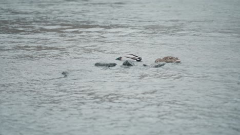 Unos-Patos-Moret-Nadando-En-Un-Río-Durante-Un-Día-Nublado-En-Francia
