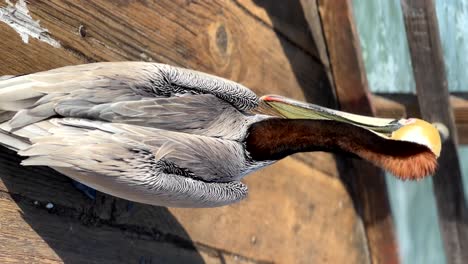 Wild-Mischievous-Brown-Pelicans-Trying-To-Steal-Food-From-Tourists-And-Fisherman-On-The-Oceanside-Beach-Pier-In-San-Diego,-California