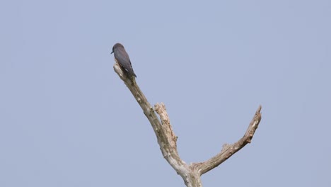 Seen-from-its-back-looking-around-then-flies-away-to-catch-its-prey,-Ashy-Woodswallow-Artamus-fuscus,-Thailand