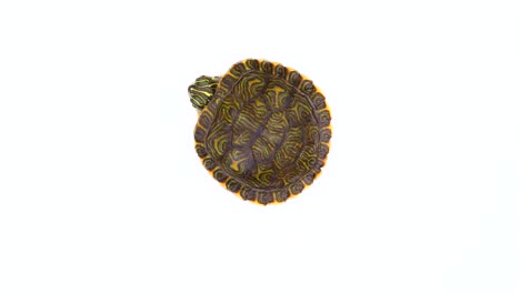 This-is-a-static-video-of-a-juvenile-painted-turtle-isolated-on-white