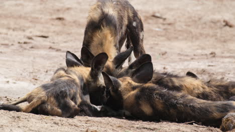 Rudel-Afrikanischer-Wildhunde,-Die-Ein-Stück-Fleisch-Auf-Dem-Boden-Fressen