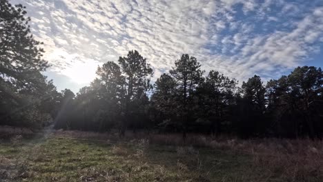 Timelapse-shot-of-the-sun-moving-across-the-sky-through-and-over-the-tree-line