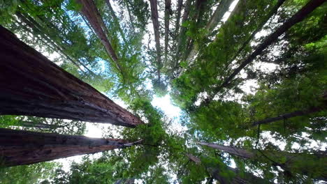 Upwards-view-toward-canopy-of-towering-old-growth-redwood-trees,-Muir-Woods-National-Monument,-Marin-County,-California