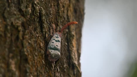 Seen-on-the-bark-of-a-tree-while-the-camera-zooms-out,-Pyrops-ducalis-Lantern-Bug,-Thailand