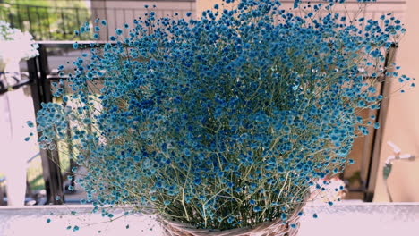 Ceanothus-flower-planted-in-a-flowerpot-with-small-blue-blossoms