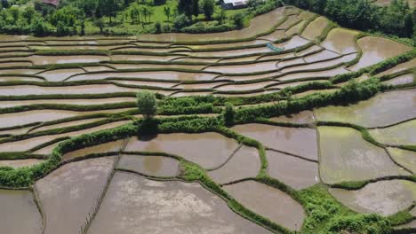 terrace-agriculture-plantation-rice-paddy-field-the-farmer-works-on-muddy-land-to-seedling-young-rice-plant-in-mud-cultivation-spring-and-harvest-season-iran-summer-local-people-countryside-rural-life