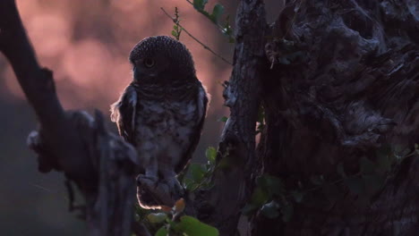 African-Barred-Owlet-Perched-On-A-Tree-At-Dusk