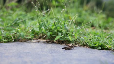 Video-showing-green-grass-with-grasshoppers-jumping-on-the-ground