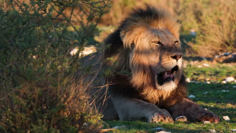 Afrikanischer-Löwe-Ruht---Nahaufnahme