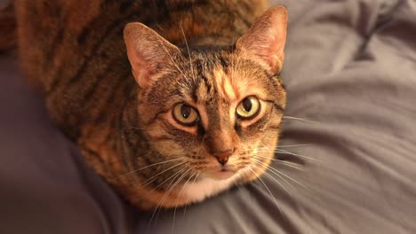 Tabby-Katze-Blickt-Mit-Neugierigem-Gesichtsausdruck-Auf-Und-Wedelt-Mit-Dem-Schwanz-Auf-Grauer-Bettwäsche