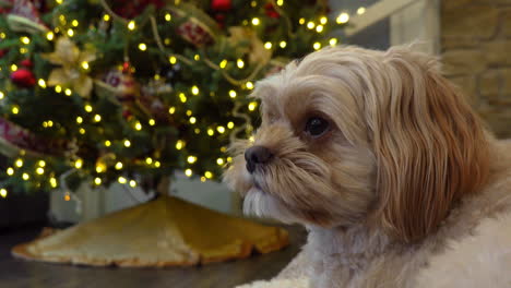 Dog-face-close-up-with-blurred-Christmas-tree-background