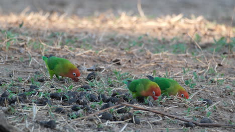 Kleine-Afrikanische-Papageien-Picken-Auf-Dem-Boden