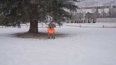 Pitbull-Dog-in-Winter-Jacket-and-Boots-Standing-Under-Tree-and-Running-in-Snow-on-Cold-Day