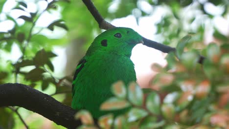 Green-broadbill-perched-within-the-dense-greenery,-chirping-in-the-forest,-its-vivid-plumage-blending-seamlessly-with-the-lush-foliage,-close-up-shot-of-wild-bird-species