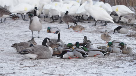 Swans-and-ducks-feeding-on-a-snowy-ground,-creating-a-serene-winter-wildlife-scene