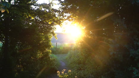 Slow-motion-sunset-beaming-through-clearing-in-trees-with-insects-in-the-air-summer