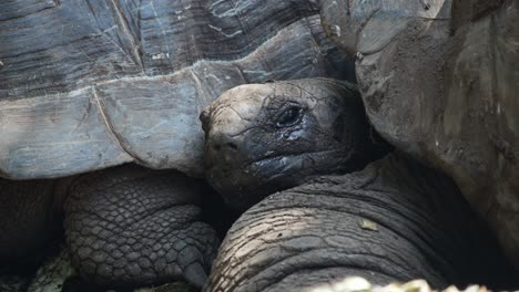 Close-up-sleepy-cute-tortoise-cuddling-with-partner-in-the-wild-covered-in-dry-mud,-with-shell-patterns-and-scales-highlighted-by-natural-light-of-the-sun,-sleepy-eyes,-slow-movements