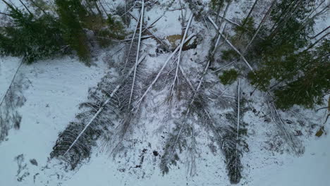 Felled-woodland-trees-lying-flat-on-snowy-landscape,-aerial-riser