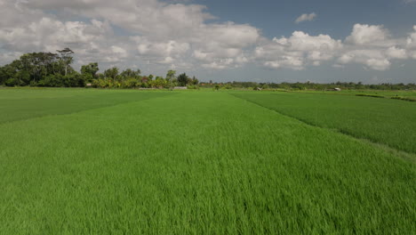 Wind-caresses-the-landscape-breathing-life-into-lush-green-rice-fields
