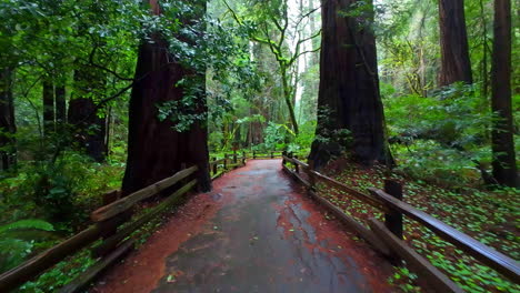 Scenic-walkway-among-old-growth-redwood-trees-in-Muir-Woods-National-Monument