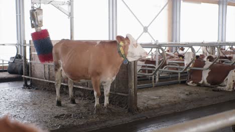 Cow-in-modern-cowshed-being-massaged-by-big-brush-animal-welfare