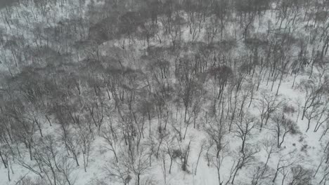 Snow-Covered-Forest-Drone-Aerial-Hills-Leafless-Trees-Sideways-Flyby