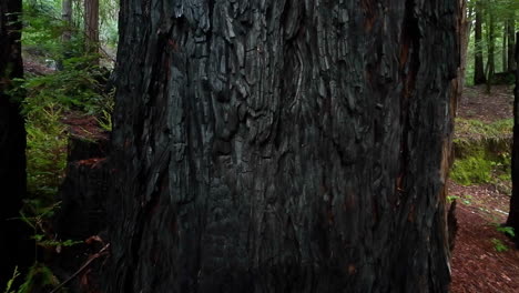 Riesiger-Mammutbaum,-Verbrannt-Und-Verbrannt-Durch-Feuer-–-Langsames,-Isoliertes-Hineindrücken-Der-Rindenstruktur-In-Nahaufnahme