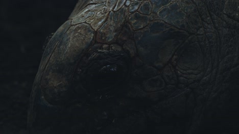 Close-up-of-a-beautiful-aged-tortoise-face-looking-straight-at-the-camera,-with-shiny-brown-and-gray-scales