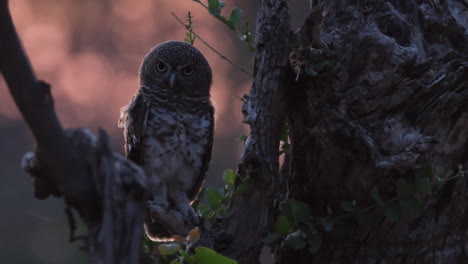 Perching-African-Owl-Bird-At-Sunset