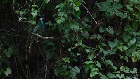 Camera-zooms-out-as-it-slides-from-left-to-right-while-the-bird-looks-around,-Blue-bearded-Bee-eater-Nyctyornis-athertoni,-Thailand