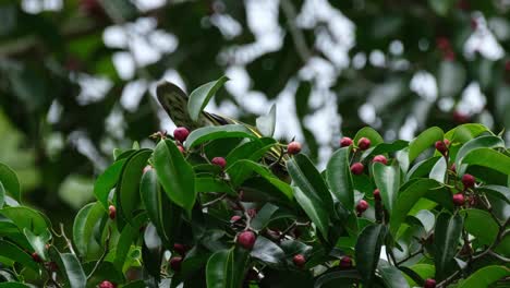 Reaching-out-for-a-ripened-fruit-then-goes-away,-Thick-billed-Green-Pigeon-Treron-curvirostra,-Thailand