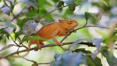 Pequeño-Camaleón-Naranja-Con-Cuello-De-Solapa-Sentado-En-Una-Rama-En-La-Selva-Tropical-De-Madagascar
