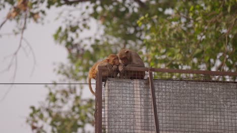 Close-up-of-two-monkeys-sleeping-on-metal-structure-in-city