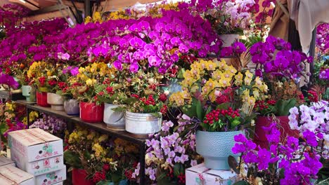 Parallax-shot-of-variety-of-flowers-at-a-roadside-stall-in-Mong-Kok-Flower-Market-during-daytime-in-Hong-Kong