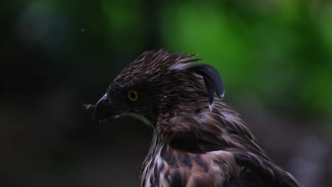 Seen-bothered-by-some-insects-trying-to-scare-them-away-as-it-moves-its-head-with-a-lovely-crest,-Pinsker's-Hawk-eagle-Nisaetus-pinskeri,-Philippines
