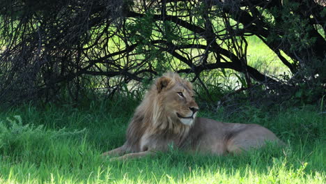 Male-Lion-Lying-Under-The-Shade-Of-Tree-In-Africa