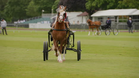 Man-in-a-top-hat-drives-a-carriage-on-a-green-field-the-horse-is-chestnut-with-white-socks
