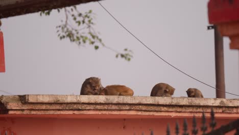 Monkeys-resting-and-grooming-themselves-sitting-on-wall-of-house