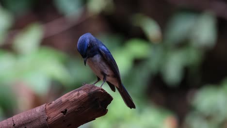 Camera-slides-to-the-right-as-it-also-zooms-out-while-the-bird-looks-down-and-around,-Hainan-Blue-Flycatcher-Cyornis-hainanus-Thailand