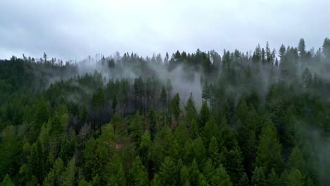 Nebliger-Blick-Auf-Muir-Woods-Von-Einer-Drohne-Aus