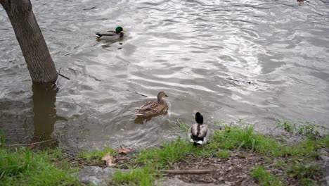 Wild-Ducks-entering-in-River-Water-to-swim,-Nature-Scene