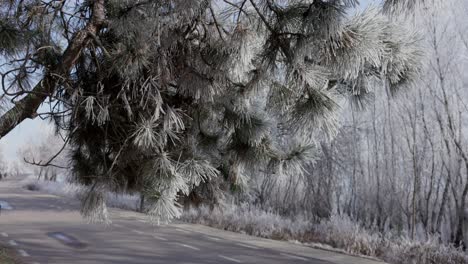 White-Pine-Trees-Along-The-Road-During-Winter-In-Galati,-Romania
