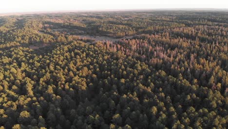 Drone-shot-with-frame-full-of-coniferous-trees-as-it-flies-over-the-treetops-on-a-sunny-day-in-Nebraska