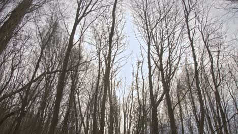 Bosque-épico,-árboles,-Ramas,-Hojas,-Raíces,-Sol,-Nubes