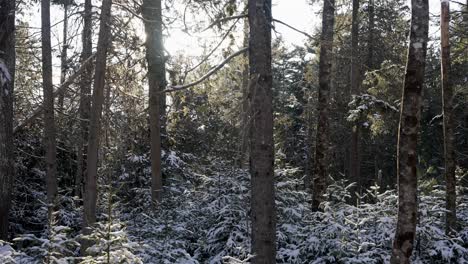 Sunlight-glistens-and-snow-particles-shimmer-floating-giving-ethereal-feeling-in-forest