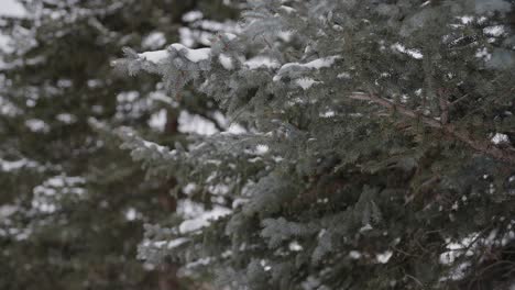 Slow-Motion-of-Snowflakes-and-Frozen-Branches-of-Conifer-Trees-on-Cold-Winter-Day