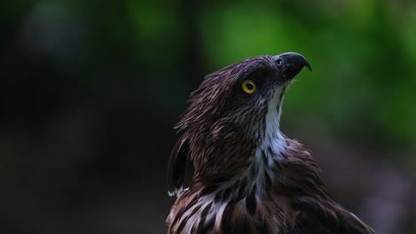 Looking-to-top-right-side-and-then-looks-down-and-towards-the-left,-Pinsker's-Hawk-eagle-Nisaetus-pinskeri,-Philippines