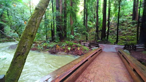 Holzbrücke-über-Fließenden-Fluss-Im-Redwood-Wald