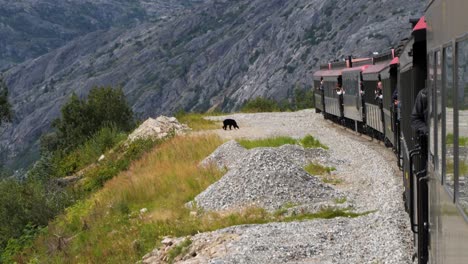 Oso-Negro-Cerca-Del-Ferrocarril-En-Alaska